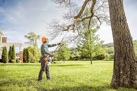 Professional Tree Removal and Landscaping Services in Goddard, KS